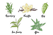 Set of 44 organic food sketches, a Food Illustration by Akimo Mia (Thumbnail 9 of 9)