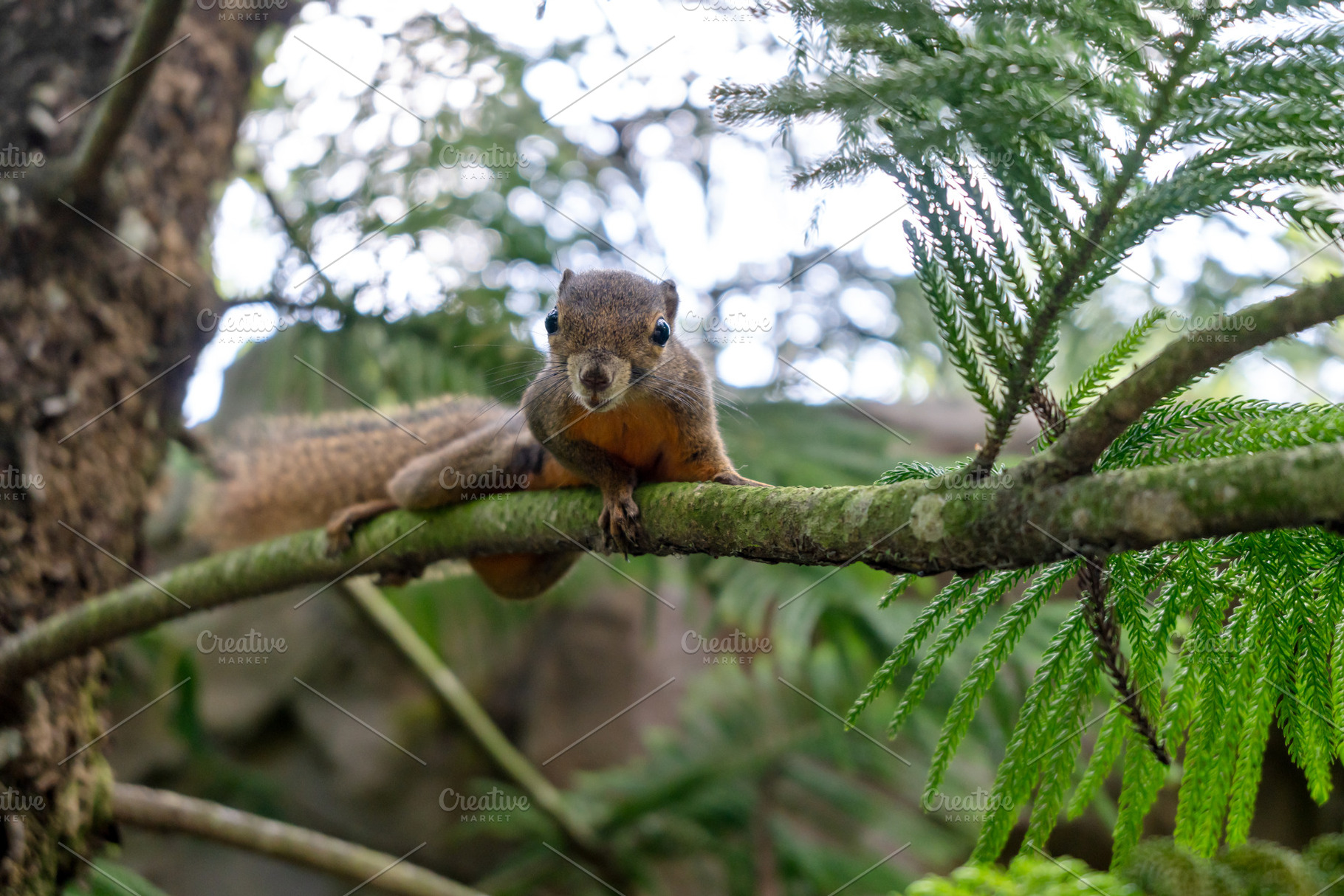 Wild plantain squirrel on a tree branch in tropical forest, an Animal Photo by GoodGoods