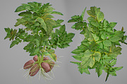 Potato plant, an Environmental 3D Model by AndrewWhite (Thumbnail 1 of 11)