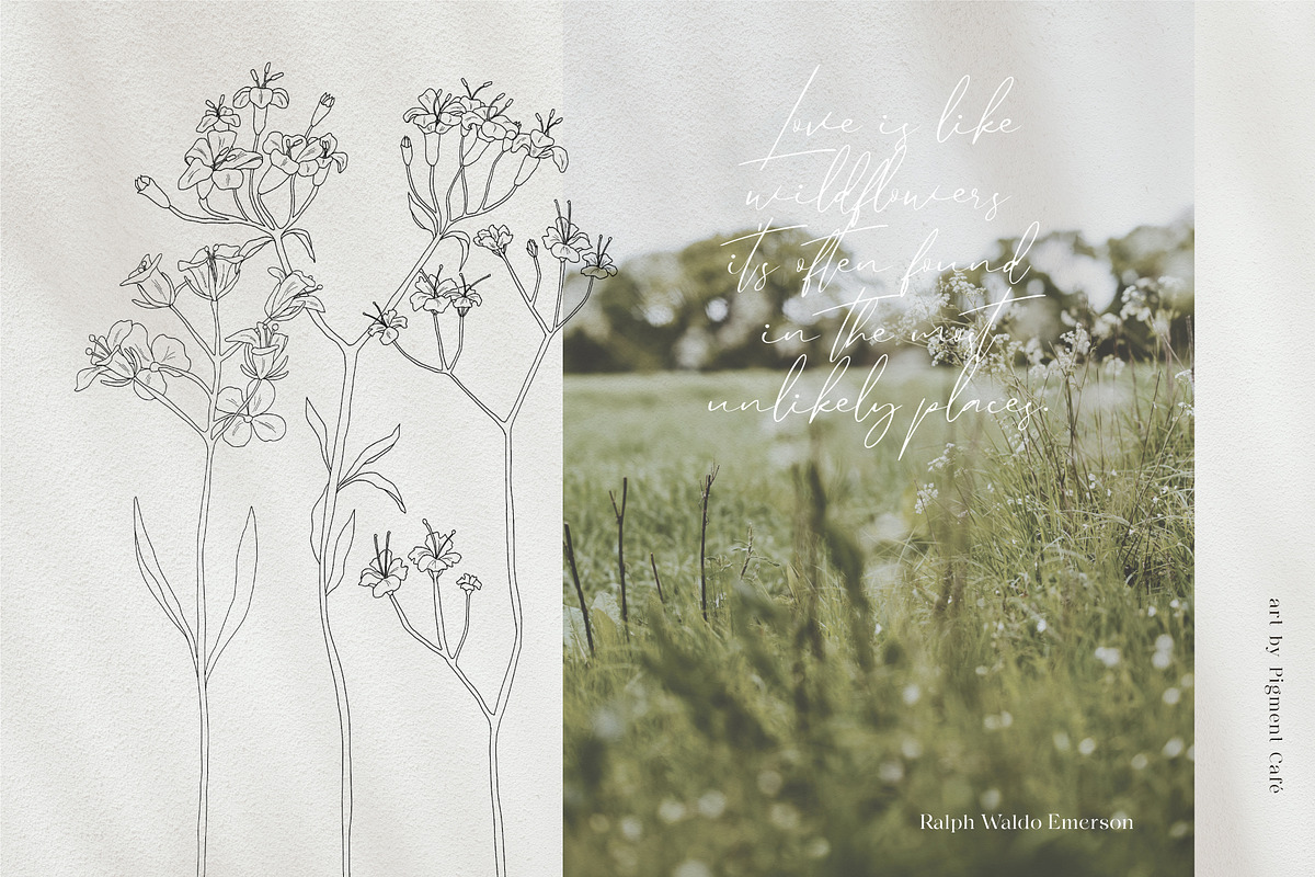 Meadow Flowers Bundle volume 2, an Illustration by Pigment Café (Photo 2 of 6)