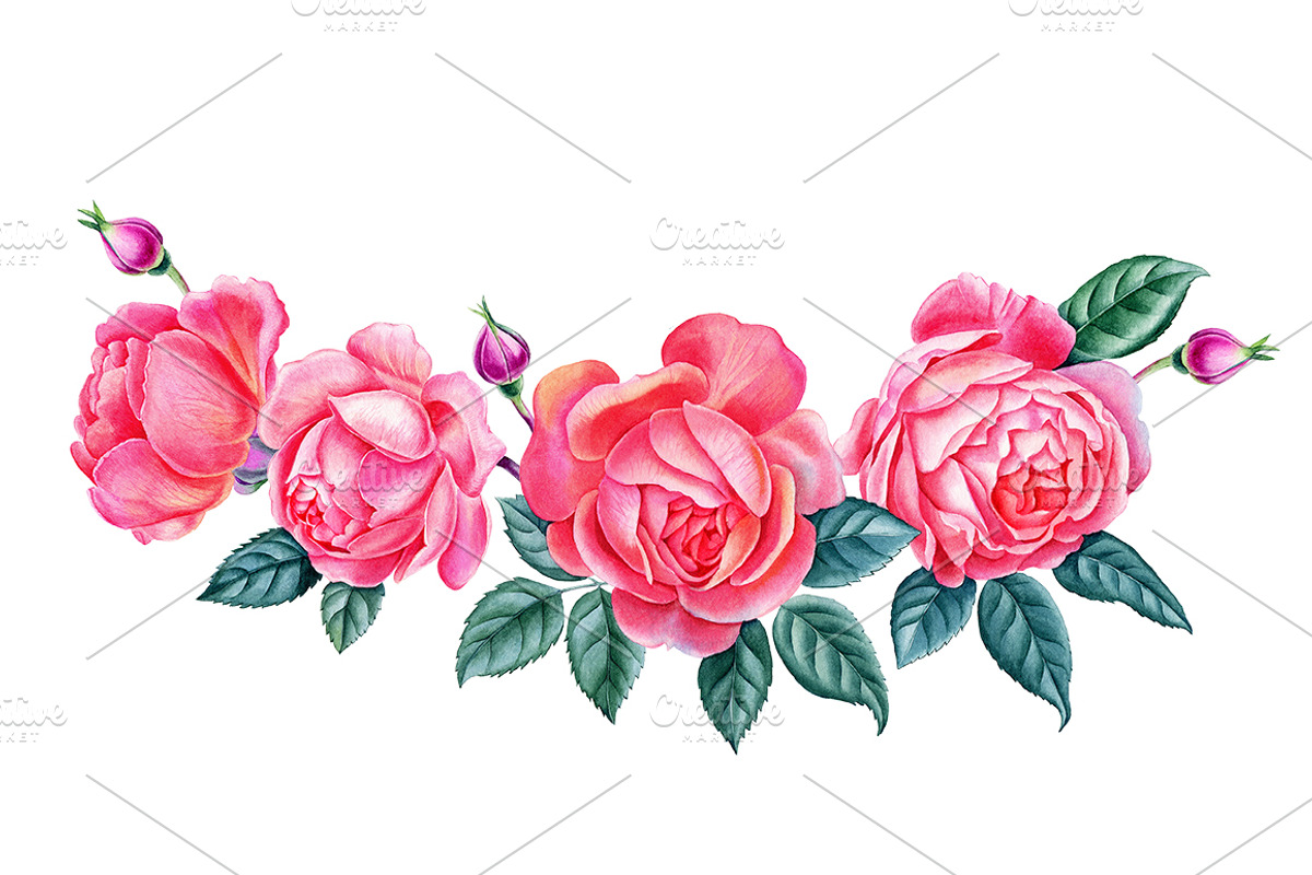 Roses, an Illustration by Watercolor life (Photo 4 of 6)