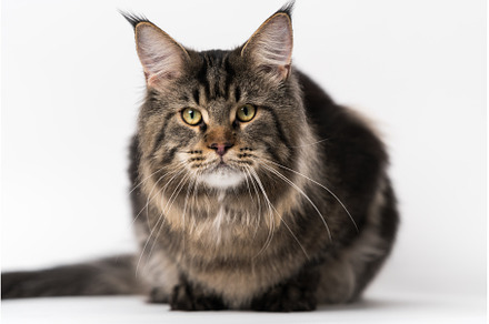 Mackerel tabby Maine Coon Cat, an Animal Photo by Alexander-Piragis