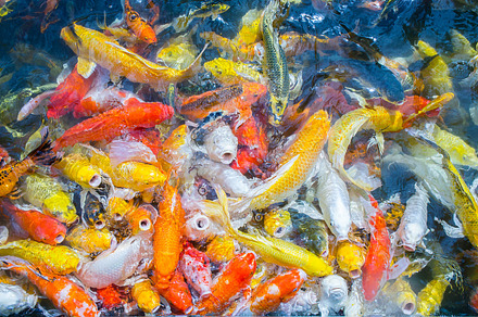 fish carp koi colorful on water pond, an Animal Photo by Lady-Vintage