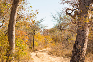 Dirt Road Botswana, a Nature Photo by THP Creative