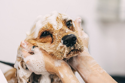 The groomer washes the dog in the bathroom., an Animal Photo by Rov.7