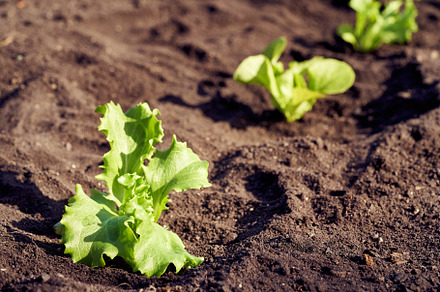 Lettuce seedlings growing in soil, a Food & Drink Photo by Madeleine Steinbach