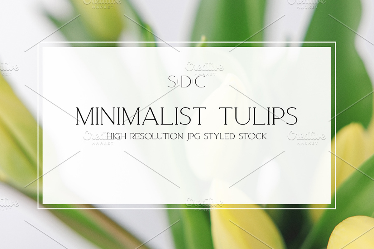 Minimalist Tulips Styled Stock, a Nature Photo by Susie Design Co (Photo 1 of 3)