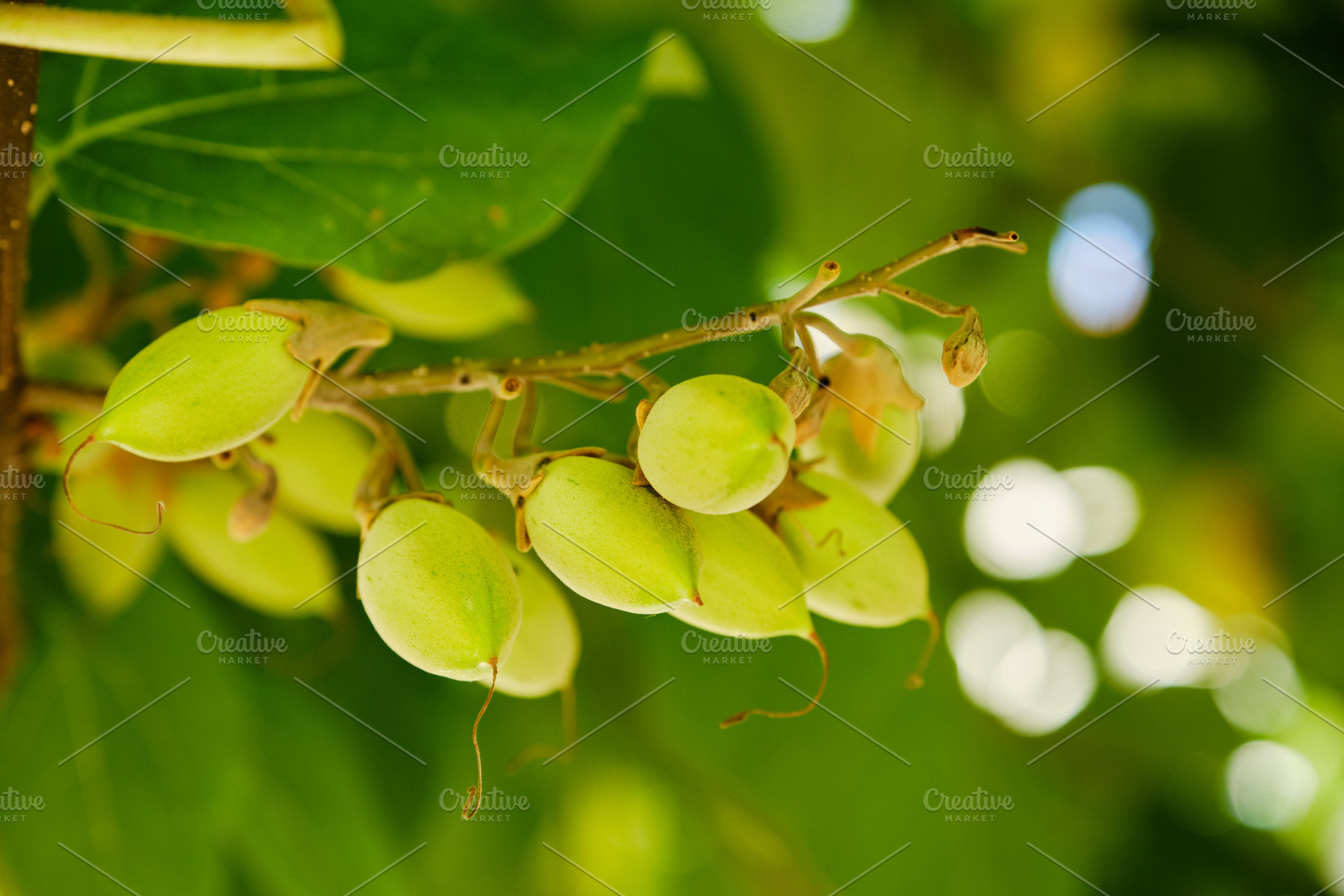 Exotic green seed capsules of Empress tree in summer sunlight., a Nature Photo by Rohan Photography