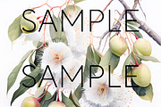 Gumnut Blossom Clipart Transparent, a Decorative Illustration by Pawcasso's Portraits (Thumbnail 6 of 6)