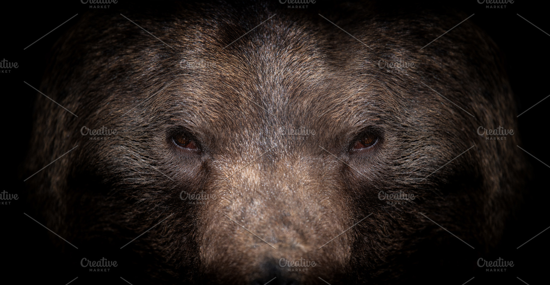 Bear portrait on a black background. View from the darkness, an Animal Photo by Byrdyak