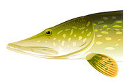 Pike fish, an Animal Illustration by Oceloti (Thumbnail 2 of 3)