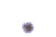 Wisteria, an Environmental 3D Model by AndrewWhite (Thumbnail 3 of 10)