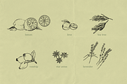 Pencil Drawing Culinary Herbs, an Illustration by elpple (Thumbnail 4 of 6)