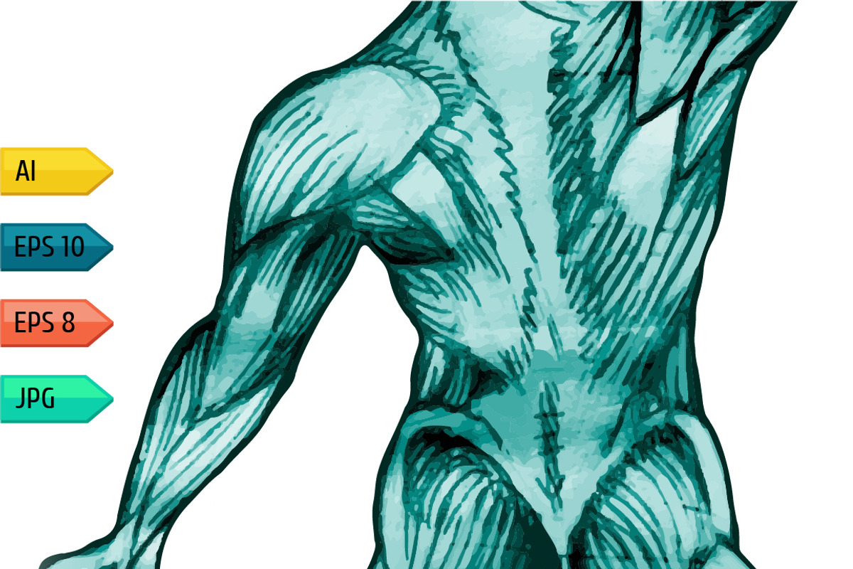 Set of man body anatomical atlases., a Person Illustration by julia_musdotter (Photo 2 of 4)