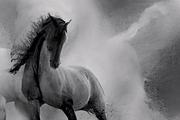 Dreamy Monochrome Horse Artworks, an Animal Illustration by ETARA by Mea Hau (Thumbnail 2 of 5)