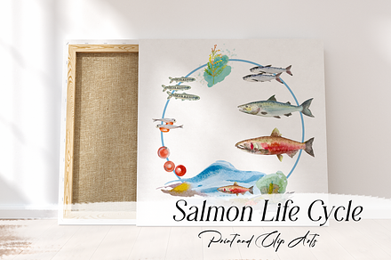 Watercolour Salmon Life Cycle Set