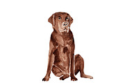 Labrador Dog Illustration Bundle, an Illustration by Foxery Digital (Thumbnail 4 of 4)