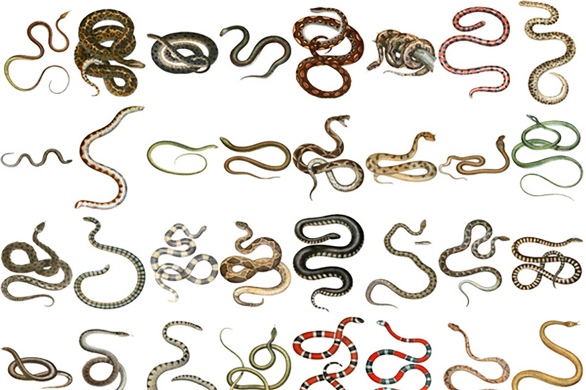 Snakes Digital Image Collection, an Illustration by ephemoire