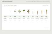 BBCH Growth Stages, Leafy & Herbs, a Presentation Template by Ilia Design (Thumbnail 7 of 9)