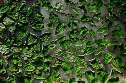 Close up of drying lemon balm leaves, a Food & Drink Photo by HalfPoint