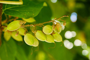 Exotic green seed capsules of Empress tree in summer sunlight., a Nature Photo by Rohan Photography
