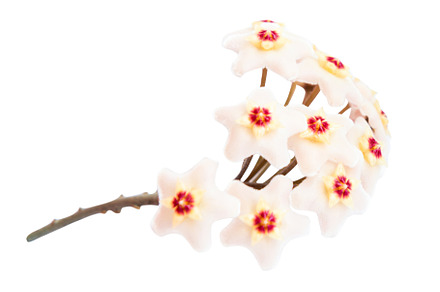 White flowers Hoya Carnosa