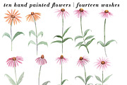 Watercolor Coneflowers Kit, an Illustration by Instinct Design Co (Thumbnail 2 of 2)