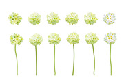 Vector object brushes. Primula., a Brush Add-On by Peolla (Thumbnail 7 of 17)