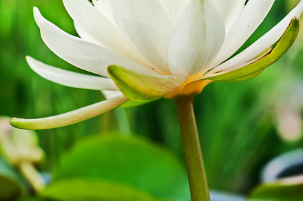 Water Lily Head preview 6