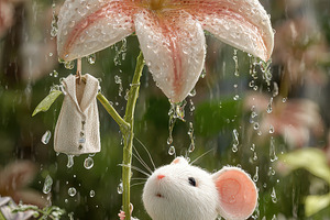 Cute mouse sheltering under lily rai, a Photo by Pixeness Studio