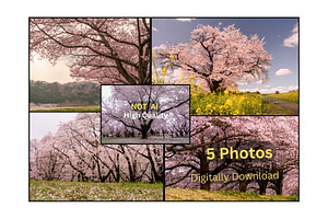 Cherry Blossom Photo Bundle – 5 High, a Nature Photo by Silent Nature