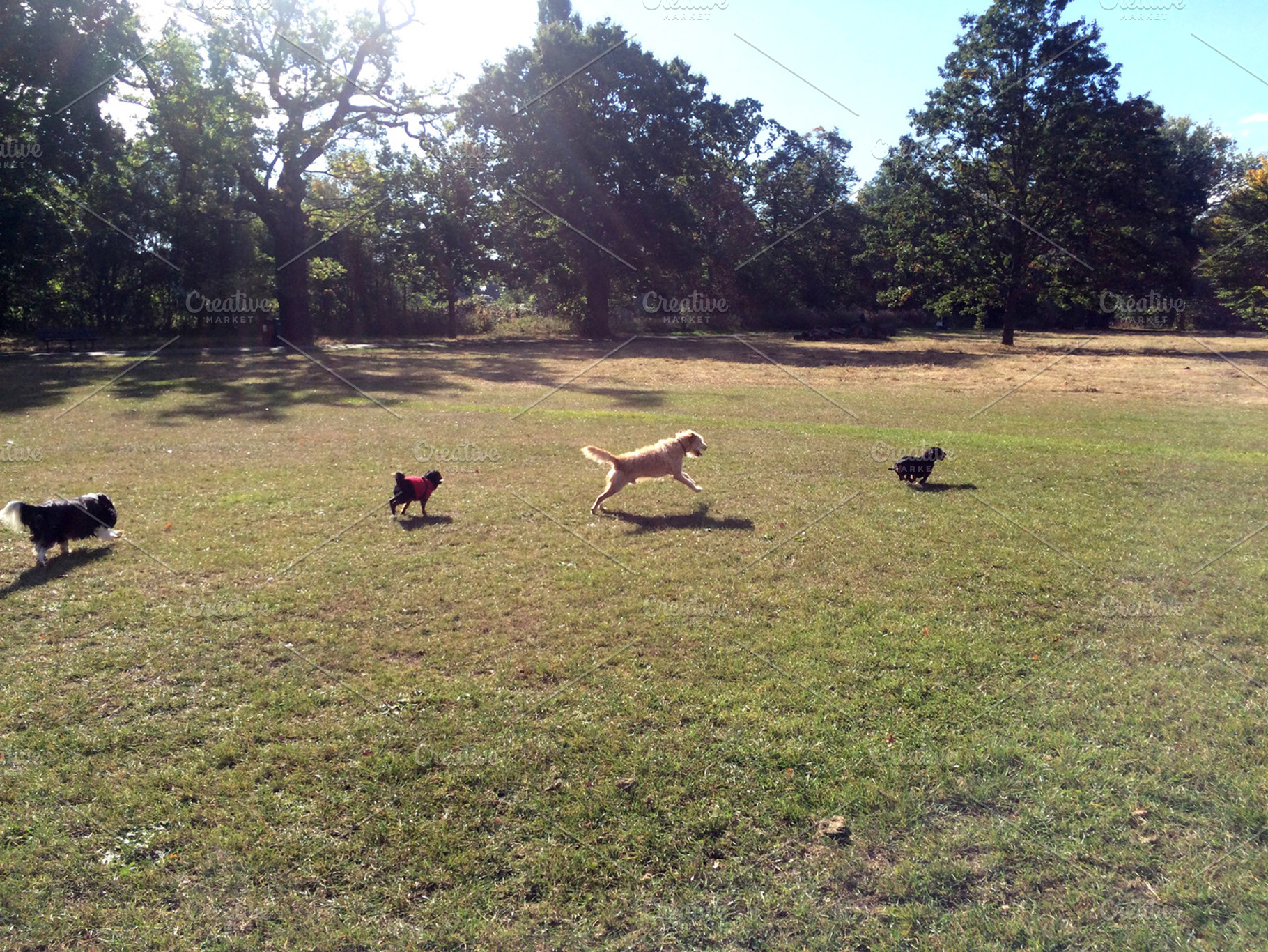 Four dogs running across the park, an Animal Photo by SuperRosie