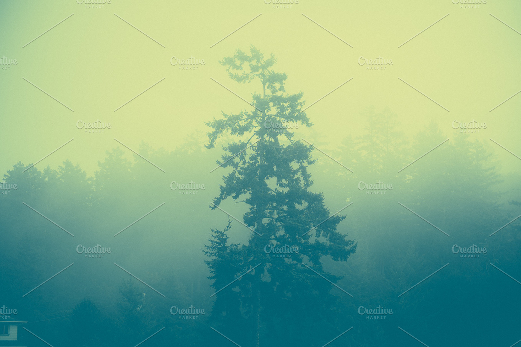 Effected Foggy Forest