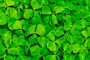 Green clover leaves illuminated by bright sunlight. Fresh shamrock foliage back