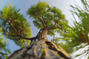 98 Trees view from below, a Nature Photo by Handmadefont (Thumbnail 74 of 98)