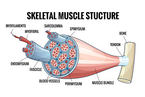 Skeletal muscle anatomy, a Healthcare Illustration by Things for designers