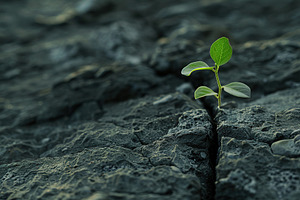 Green sprout growing from a stone crack, a Nature Photo by AlyaAnd