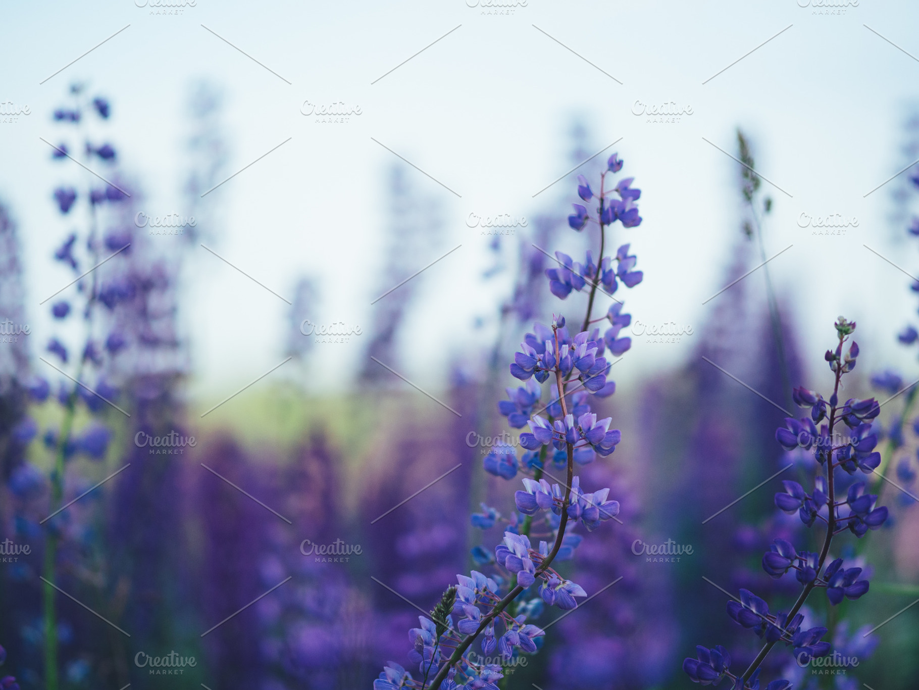Field of blue lupine , wild flowers, a Nature Photo by PavelKant