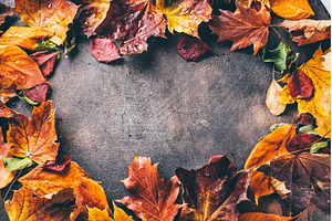 Autumn background with bright orange