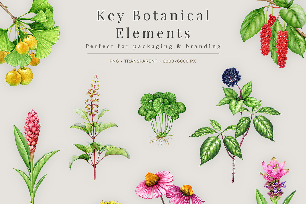 Medicinal Herbs Watercolor Clipart, a Healthcare Illustration by AnitaPol (Photo 4 of 11)