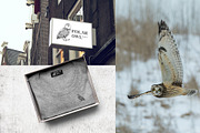 Hand drawn Arctic animals collection, an Animal Illustration by handsketched (Thumbnail 6 of 10)