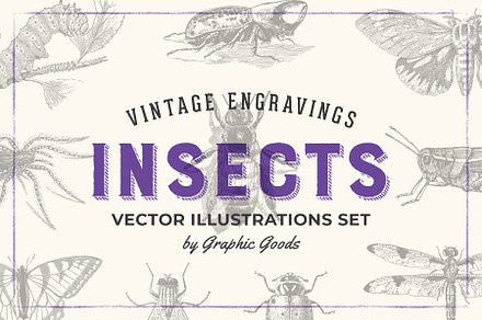 Insects - Vintage Illustrations