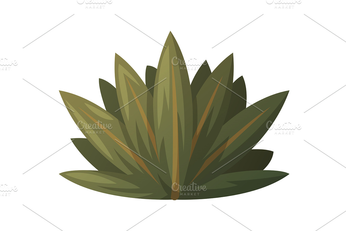 Cacti or Cactus Plant as Succulent, an Object Illustration by TopVectors