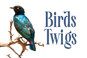 Awesome Shorten Tall Serif Display, a Serif Font by timelesstype.co (Thumbnail 12 of 20)