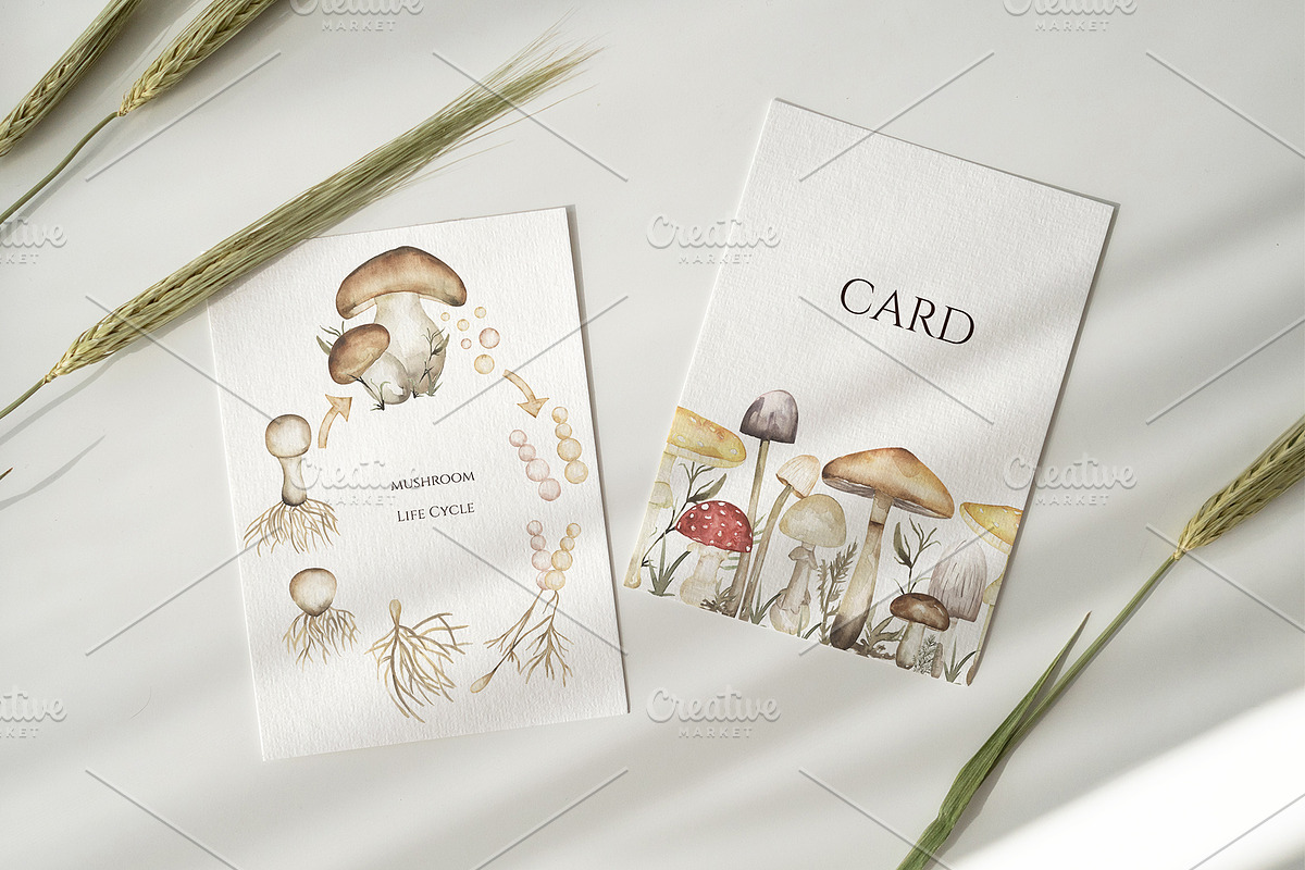 Watercolor Mushrooms Collection, an Education Illustration by MayaNavits (Photo 5 of 14)
