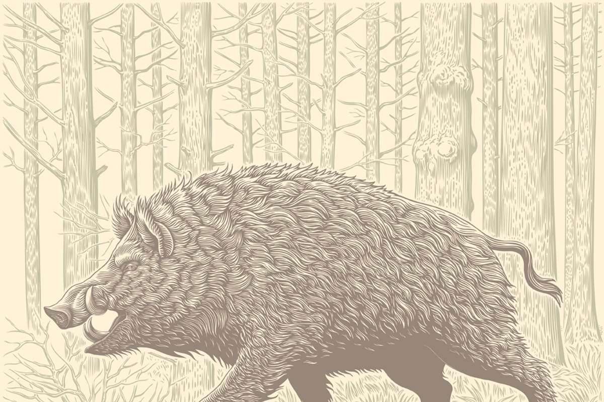 Design set Boar. Vector engraving, an Animal Illustration by Vector Engraving (Photo 4 of 7)