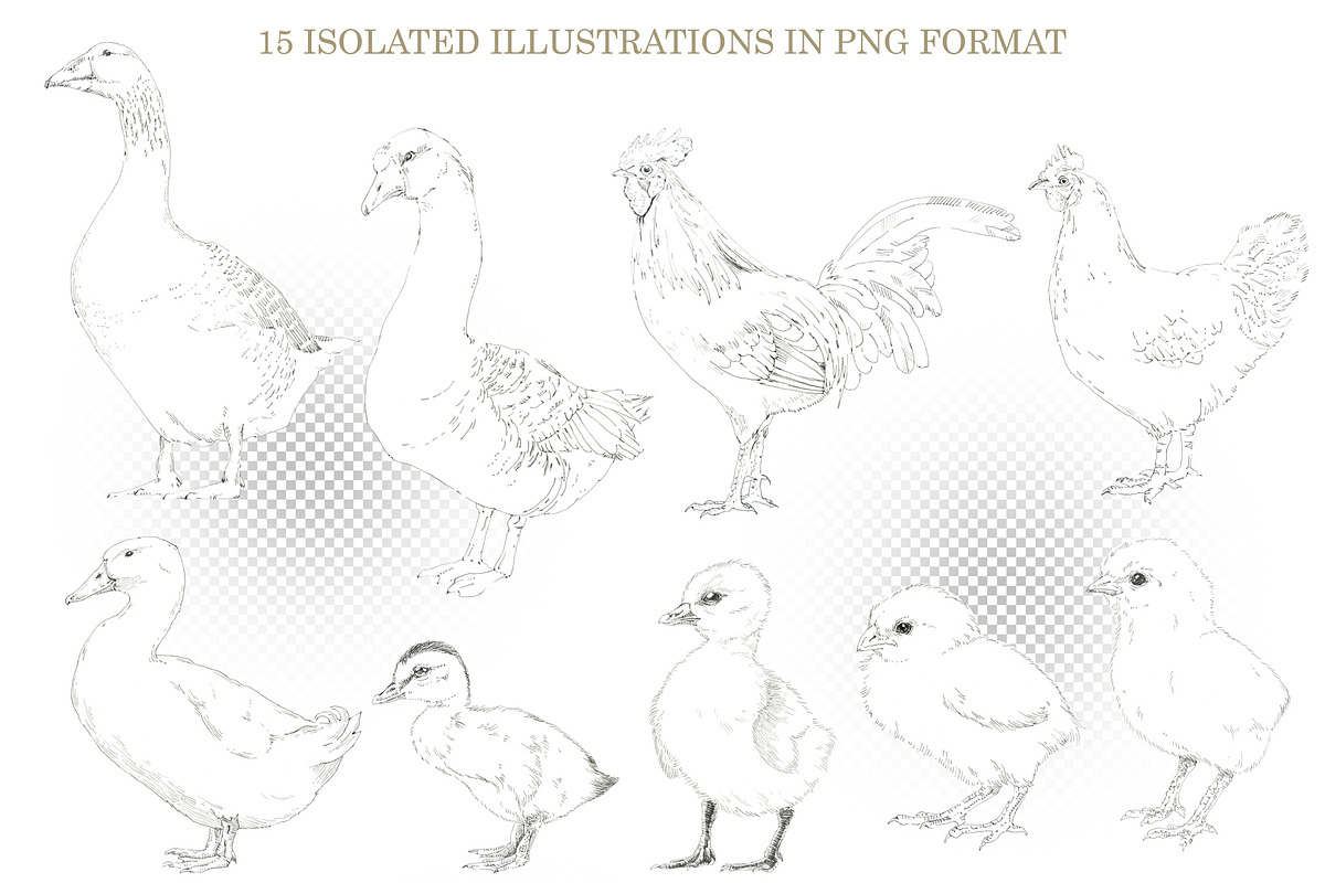 Graphic Farm Birds, an Object Graphic by Budogoshch (Photo 2 of 4)