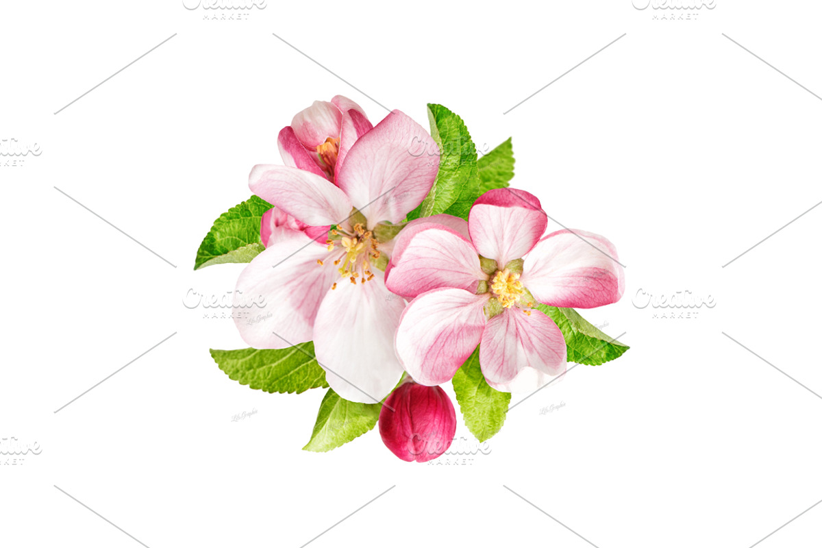 Apple tree blossoms with green leaf