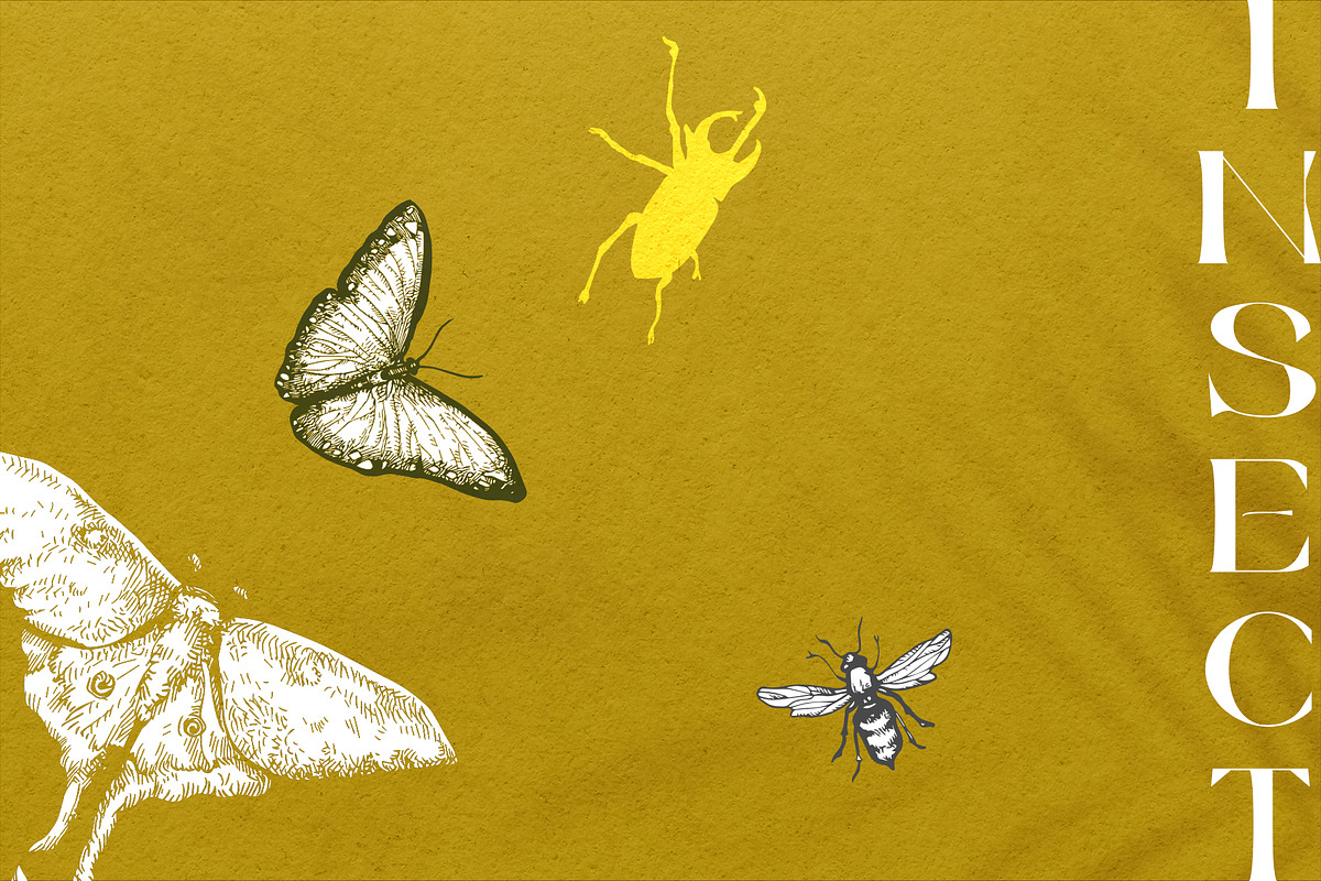 Tropica Collection, a Seasonal Illustration by Michael Rayback Design (Photo 11 of 15)
