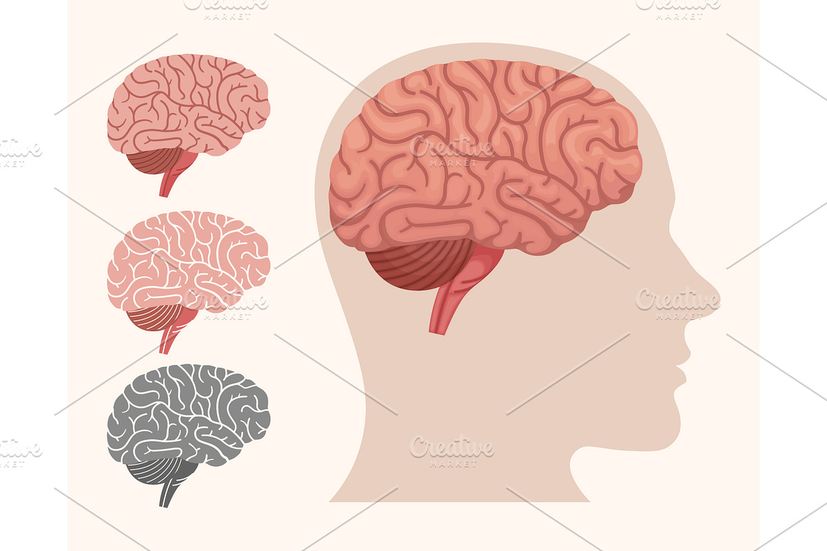 Human brain. Internal organ, a Person Illustration by Yayasya